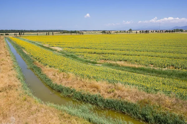 Sunflowers growing in field — Stock Photo, Image