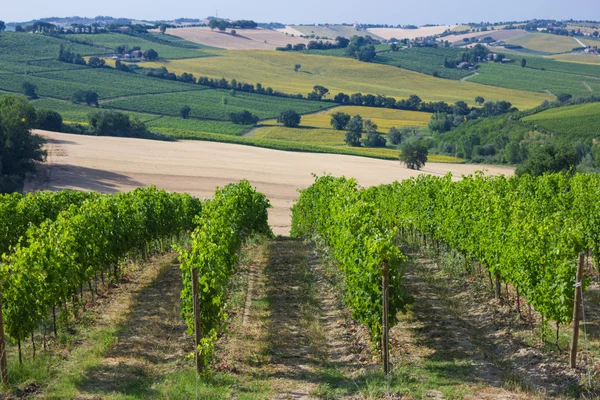 Wijngaard in de zomer — Stockfoto