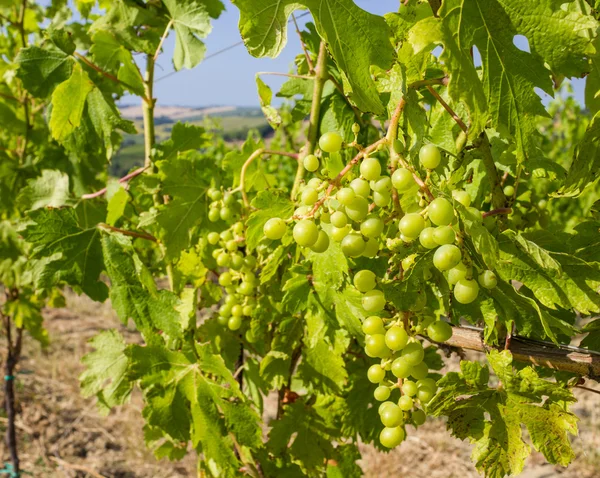 Asma — Stok fotoğraf