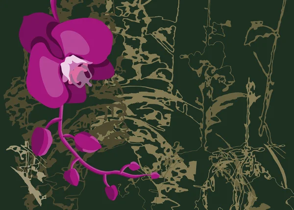 Орхідея — стоковий вектор
