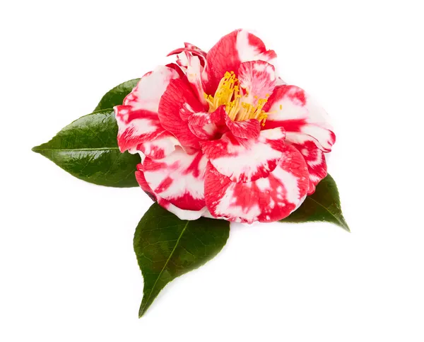 Camellia on white background — Stock Photo, Image