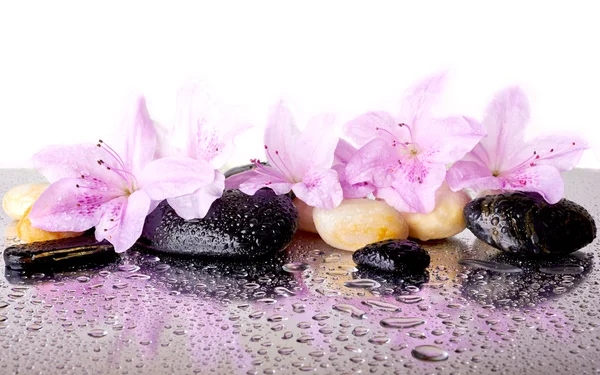 Rosa Blumen und schwarze Steine lizenzfreie Stockfotos