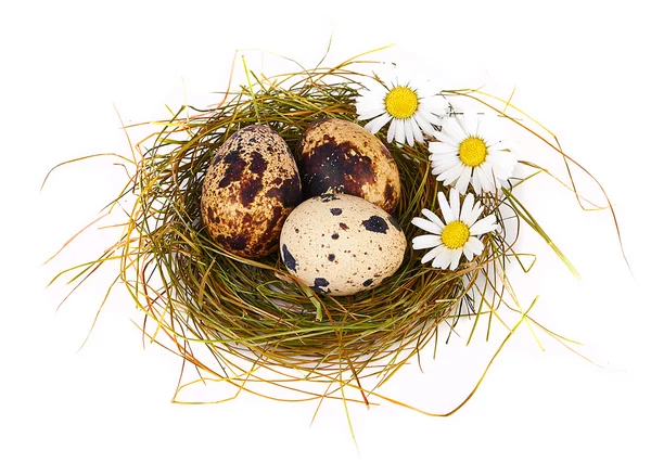 Яйця і ромашки у Великодньому гнізді — стокове фото