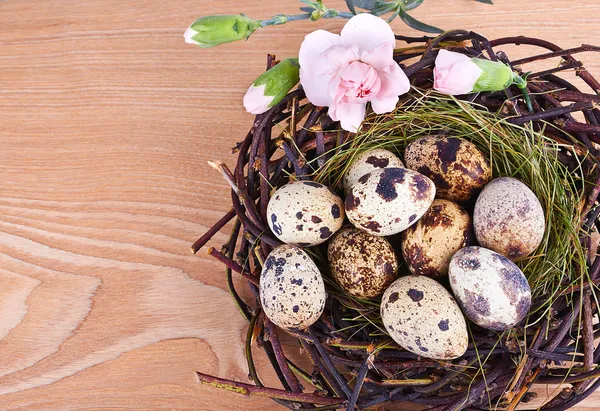 Huevos y plumas de codorniz en un nido de Pascua —  Fotos de Stock