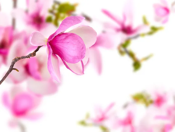 Jarní pozadí s magnolia — Stock fotografie