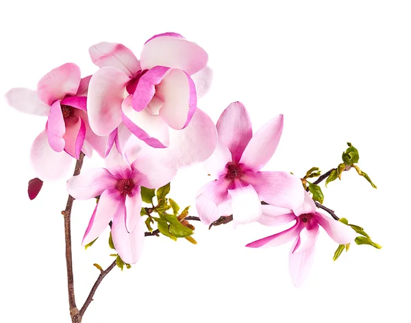 Fiore di magnolia su bianco — Foto Stock