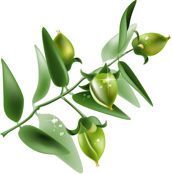 Jojoba sur fond blanc — Image vectorielle