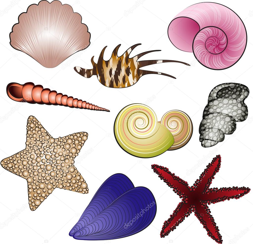 Sea Shells and Stars