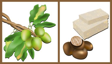 shea ağacı, shea fındık ve shea yağı Şubesi
