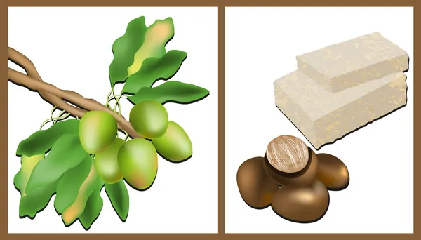 Rama del árbol de karité, nueces de karité y manteca de karité — Vector de stock