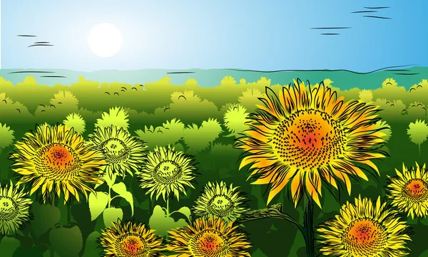 Sonnenblume auf dem Feld mit blauem Himmel — Stockvektor