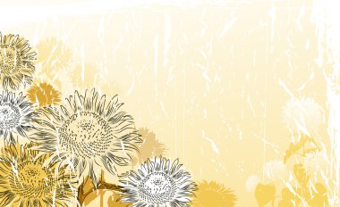 Ayçiçeği Arkaplanı