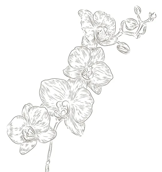 Tekening orchideebloem — Stockvector