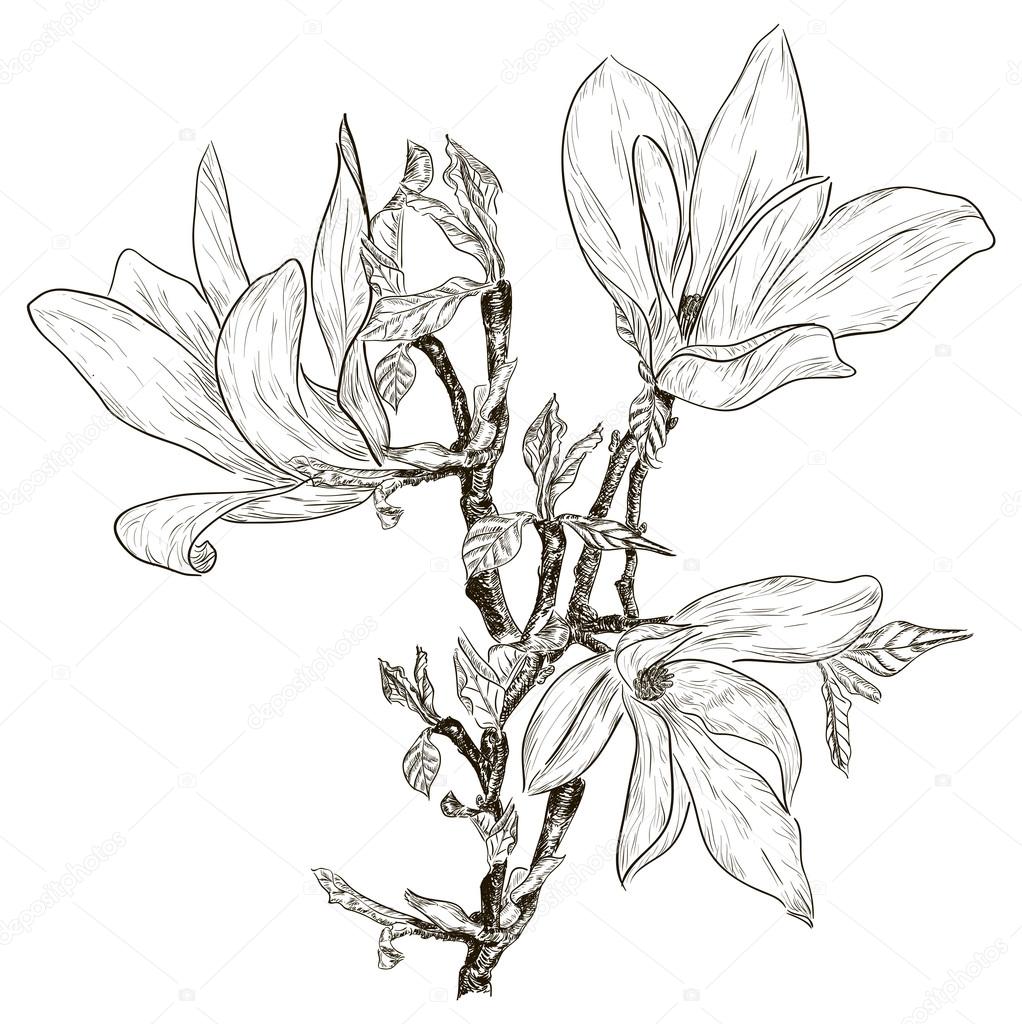 Drawing spring magnolia blossoms