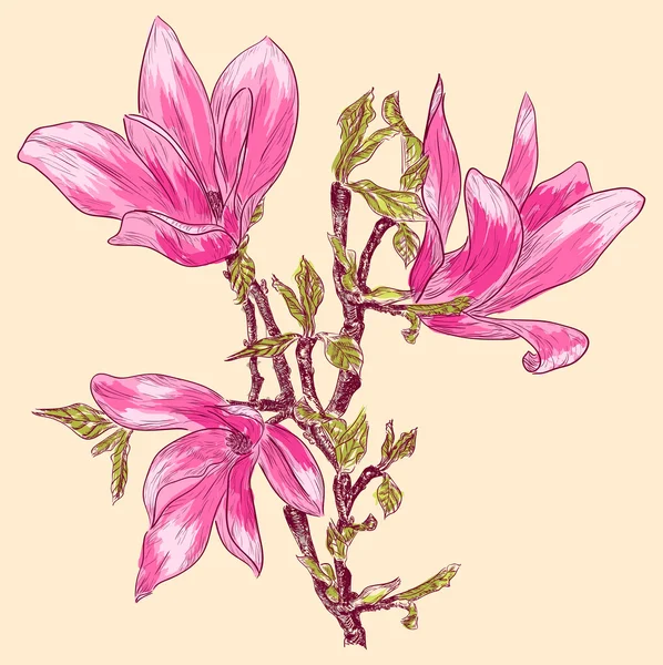 Filiale Magnolia — Vettoriale Stock