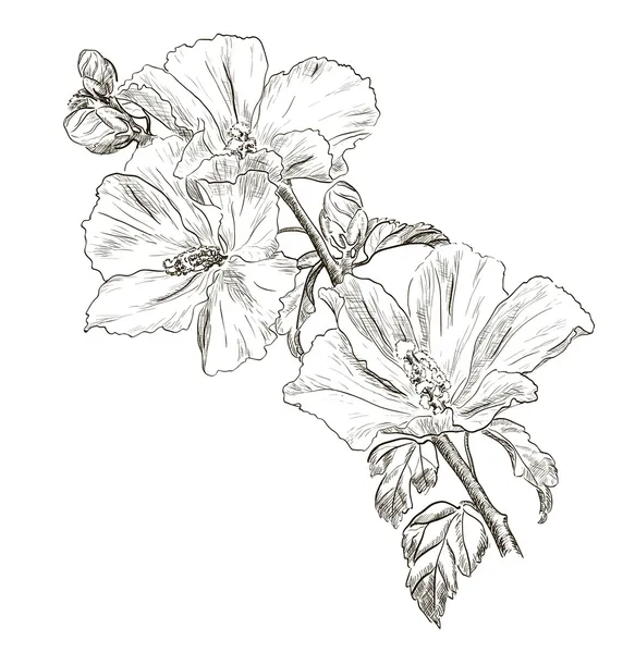 Hand drawing Hibiscus flower — Stock Vector