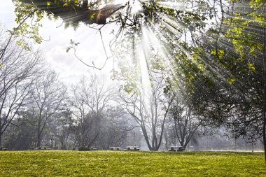Ormanda güneş ışığı