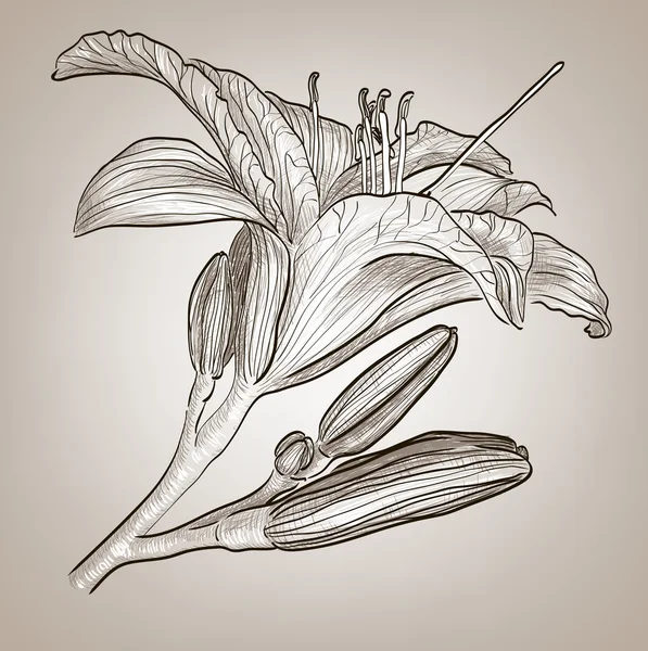 Vackra lily flower — Stock vektor