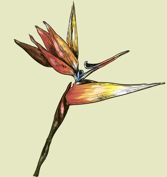 Paradiesvogel Blume — Stockvektor