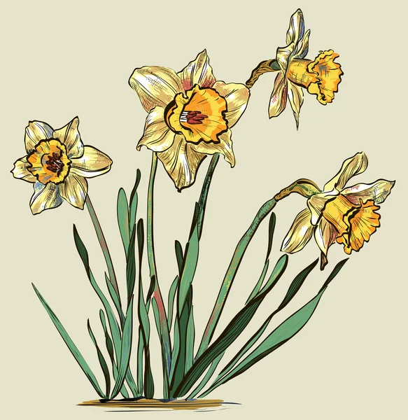 Flor de Daffodil ou flor de narciso — Vetor de Stock