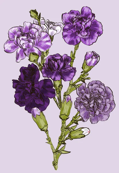 Clavel de flores — Vector de stock