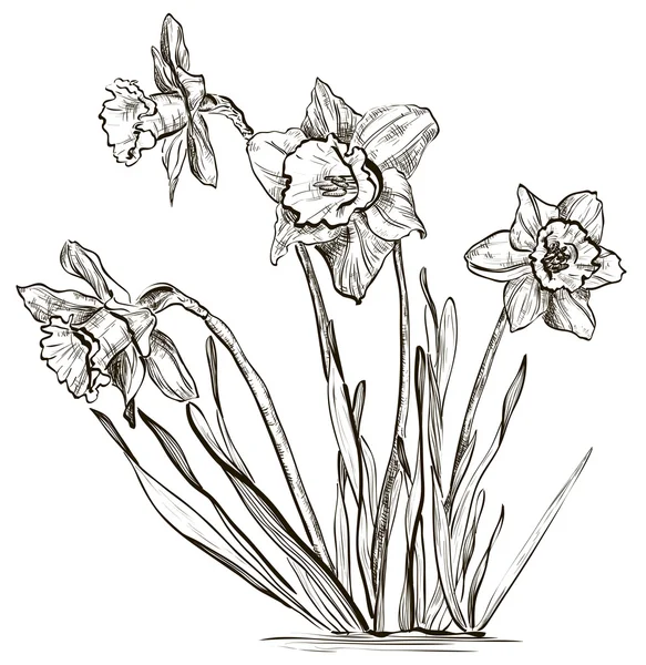 Nergis çiçeği veya nergis çiçek kroki — Stok Vektör