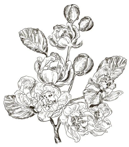 Croquis de la branche de fleur de printemps — Image vectorielle