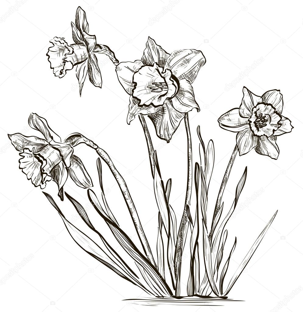 Sketch of Daffodil flower or narcissus flower