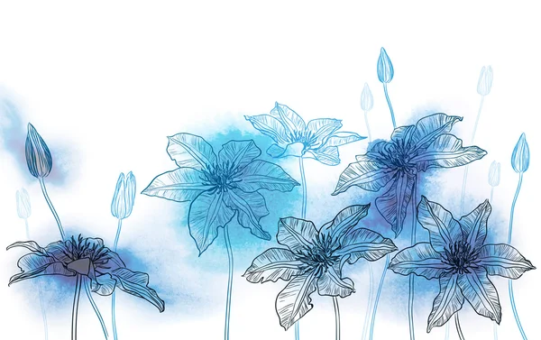 Clematis kukkia akvarelli taustalla — vektorikuva