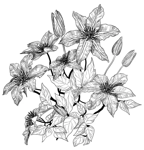 Boceto de flores de clematis — Archivo Imágenes Vectoriales