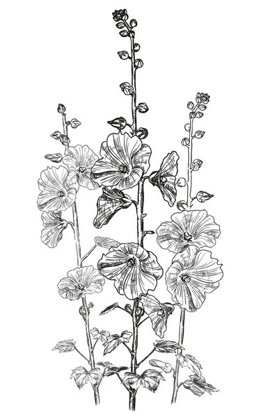 과학과 꽃의 스케치 — 스톡 벡터