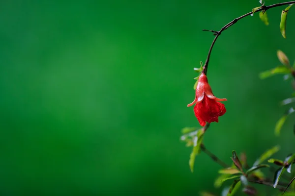 Pomegranate blossom — Stock Photo, Image