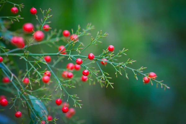 Nandina. Imagem De Stock