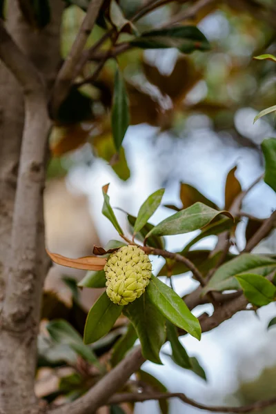 Annona Cherimola (Chirimuya o manzana natillas) ) —  Fotos de Stock