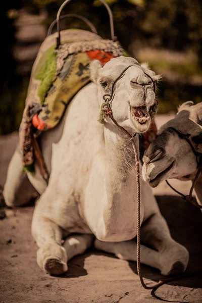 Camel's smile — Stock Photo, Image