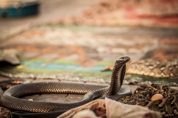 Cobra Schlangen Stockbild