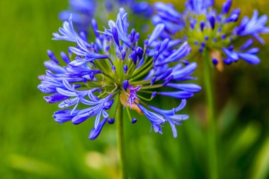 Afrika lily (Agapanthus africanus)