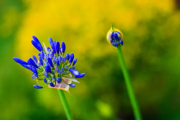 African lily (Agapanthus africanus) — Stock Photo, Image