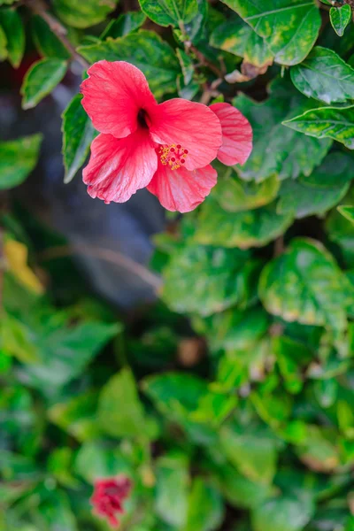 Hibiscus rosa-sinensis — Stock Photo, Image