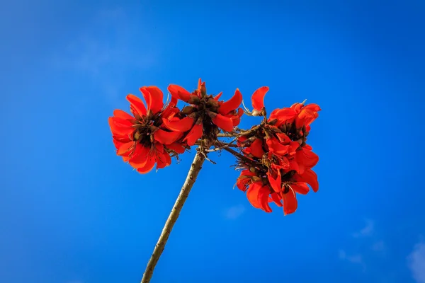 Erythrina caffra (coast coral tree) — Stock Photo, Image