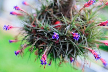 Tillandsia (Hava bitki)