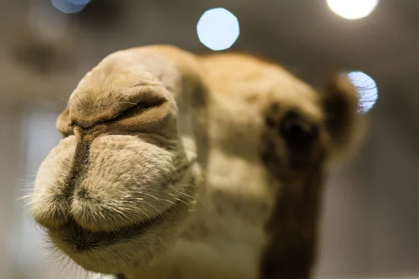 Camel face — Stock Photo, Image