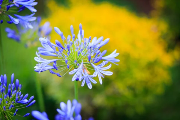 Agapanthus africanus (African lily) — Stock Photo, Image