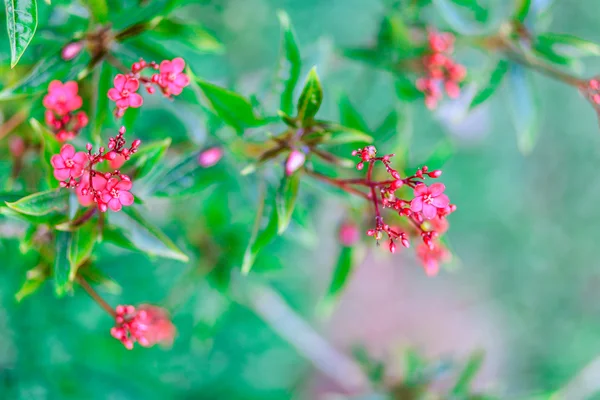 Jatropha integerrima (Peregrina ou Spicy Jatropha ) — Fotografia de Stock