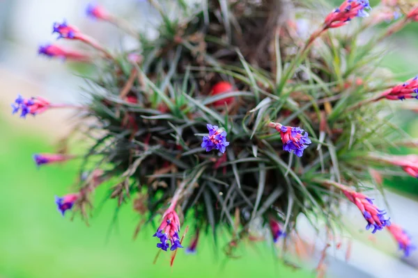 Tillandsia (planta de aire ) —  Fotos de Stock