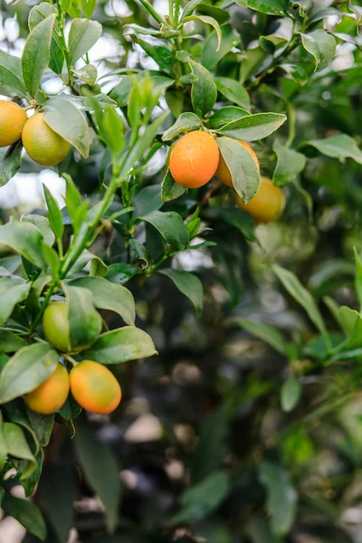 Fruta de kumquat Imagem De Stock