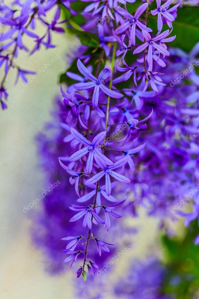 Sandpaper Vine (Petrea volubilis) — Stock Photo © deata 20353711