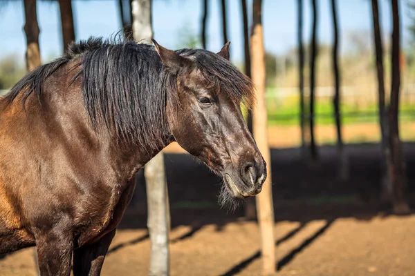 Brown horse — Stock Photo, Image