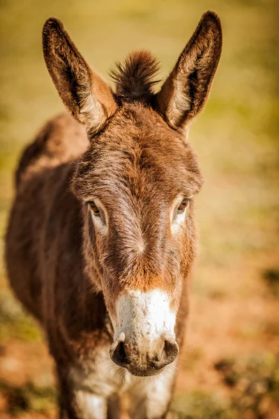 Sight of a donkey — Stock Photo, Image