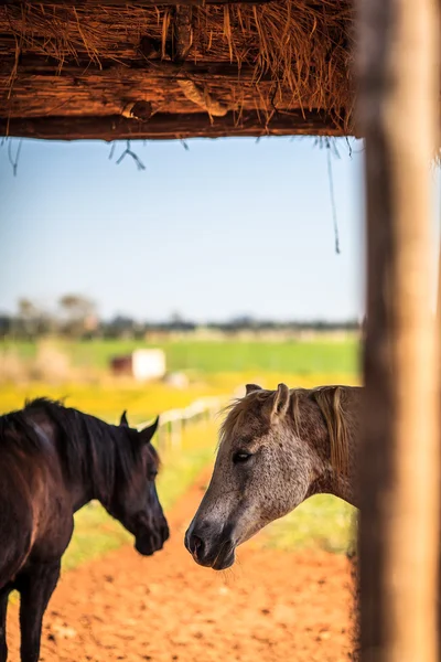 Cortar la vista de las cabezas de un caballo — Foto de Stock